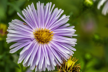 Purple flower on green