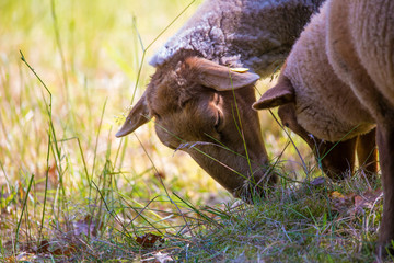 Schafe stehen auf einer Wiese und fressen Gras