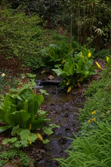 A beautiful little brook in nature.