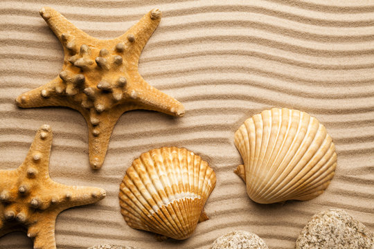 Summer background - Starfishes and shells on beach sand
