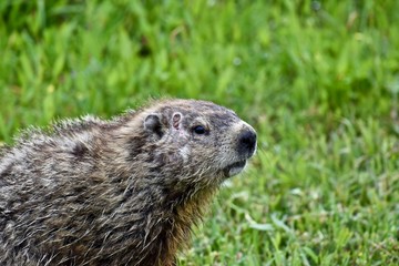Groundhog (Marmota monax) in a field