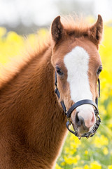 Ponyfohlen im Raps