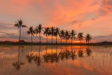 Sunset with Reflection of tropical tree at Permatang Pauh Pulau Pinang.Soft Focus due to Long Exposure Shot.