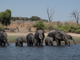 Chobe National Park