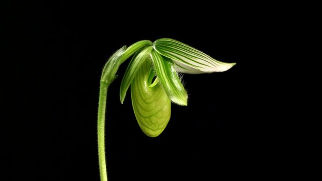 Time Lapse of an Green Orchid Blooming