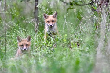 Red fox pups (Vulpes vulpes) playing