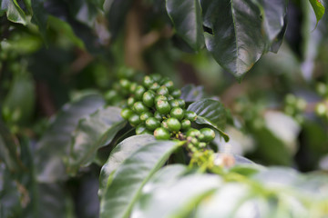 Green coffee beans on branch