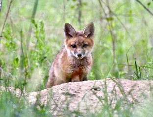 Fototapeta premium Red fox kit (Vulpes vulpes)