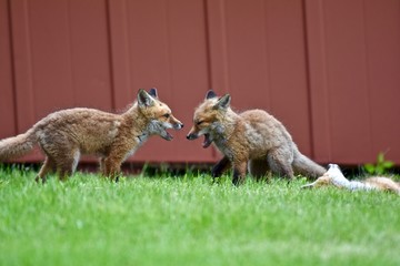 Red fox pups (Vulpes vulpes) playing