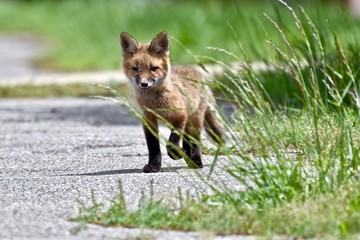 Red fox kit (Vulpes vulpes)