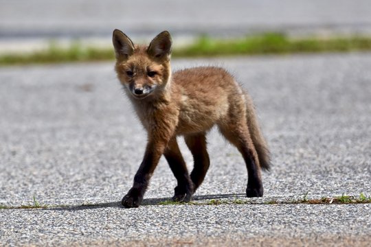 "Baby Fox" Bilder – Durchsuchen 1,157 Archivfotos, Vektorgrafiken und ...