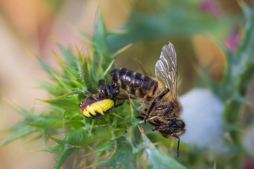 Spider hunting a bee