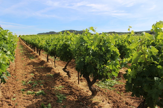 vigne  dans le sud de la france