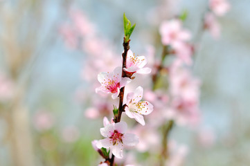 Blossom tree over nature background