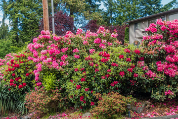 Neighborhood Flowers
