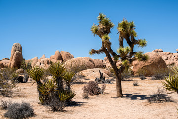 Joshua tree National Park