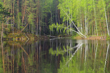 Spring scenic view of forest, lake, reflection in water, trees and green foliage.
