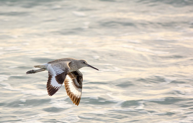 Flying sand piper