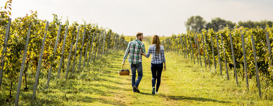 Young couple  harvesting grapes in a vineyard