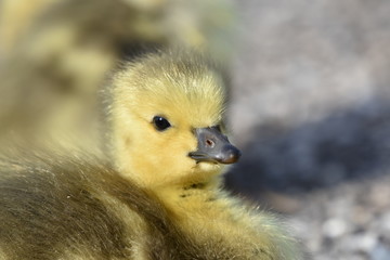 Canadian goose chick (Branta canadensis)