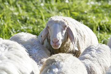 Schafe - Allgäu - Herde - Neugierig - niedlich - Wolle