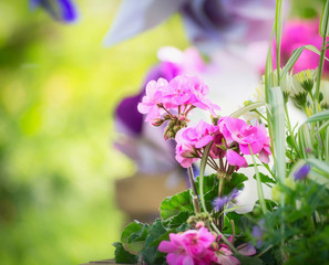 Obraz premium old wooden bed in the park, with pink flowers inside, in a landscape park and sunlight