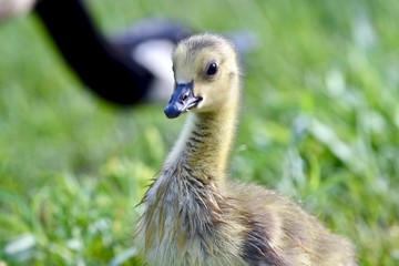 Canadian goose chick (Branta canadensis)
