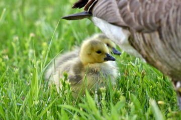 Canadian goose chick (Branta canadensis)