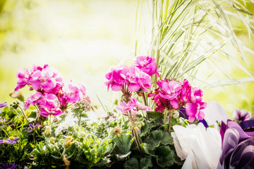 old wooden bed in the park, with pink flowers inside, in a landscape park and sunlight