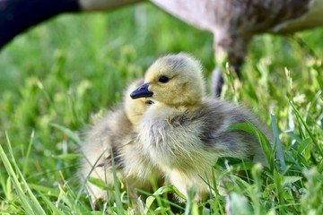 Canadian goose chick (Branta canadensis)