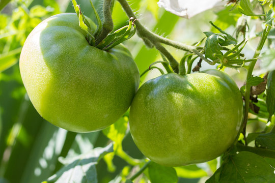 Two green tomatoes