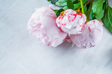 Three pink peonies lowers n a white wooden texture background.