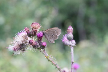 Aphantopus hyperantus