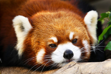 Cute looking Little Red Panda, face head shot, China