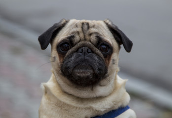 Obraz premium Sweet dog looks at the camera on a blurred background