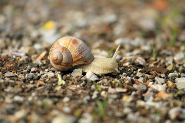 Weinbergschnecke - Allgäu - Schnecke - Haus - Fühler - Helix pomatia