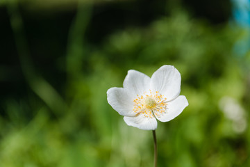 white flowers. White flowers on a glade. A summer glade with flowers.