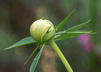 Pfingstrose blüte mit spinne und netz