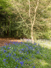 Bluebells in woods at Rufford Old Hall, Rufford, Lancashire, UK