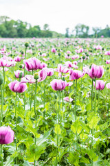 lila poppy blossoms low angle with sky and clouds  - opium poppy - papaver somniferum - portrait mode