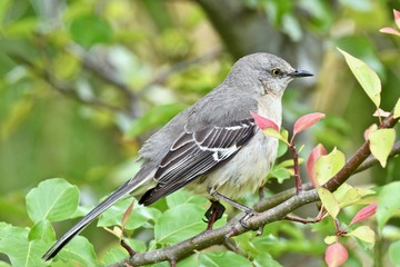 Northern mockingbird (Mimus polyglottos) perched on a branch