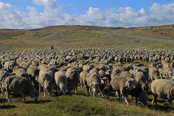 Obraz premium Herd of sheep near Porvenir, Tierra Del Fuego, Patagonia, Chile