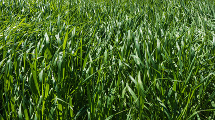 tall green grass example of greenery: the Pantone color for 2017
