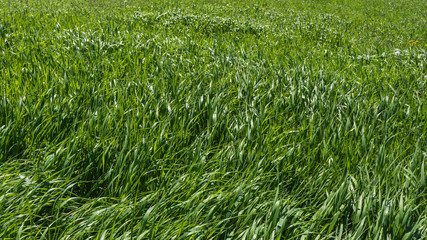 tall green grass example of greenery: the Pantone color for 2017
