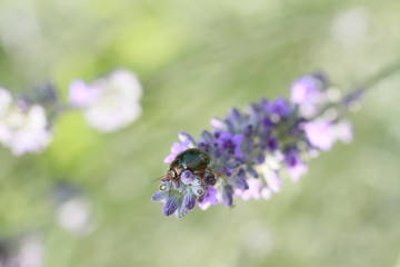 lavande et son insecte