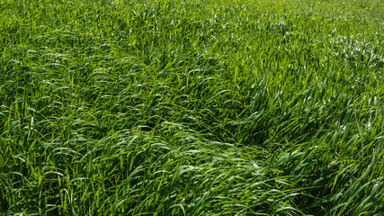 tall green grass example of greenery: the Pantone color for 2017
