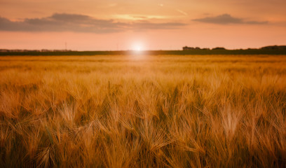 Fototapeta premium Barley field at sunset
