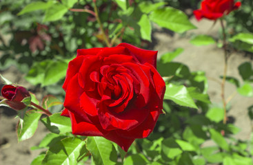 A big red rose against a background of a bush on a flower bed