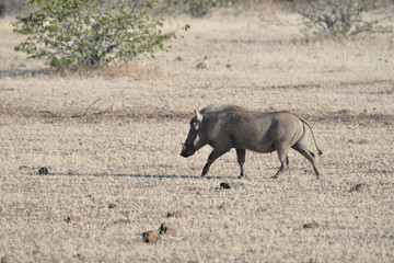 Warzenschwein