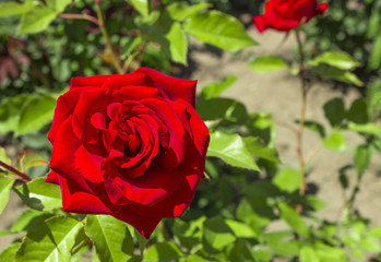 A large red rose with a left on the background of a bush on a flower garden
